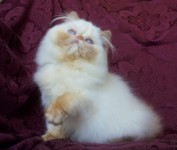 Flame Point Himalayan Kitten  Available NOW!